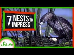 Birds And Their Nests Pictures With Names 7 Nests That Will Change How You Think Of Birds Youtube Birds Bird Species Different Birds