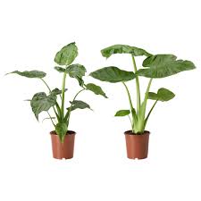Alocasia Pflanze Elefantenohr Versch Arten Ikea Deutschland Pflanzen Elefantenohren Topfpflanzen