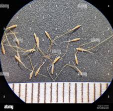 Image result for Pentameris