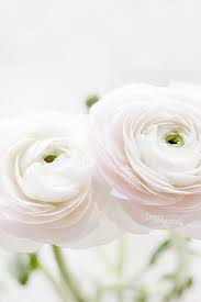 White Ranunculus One Of The Most Gorgeous Delicate Flowers There Is Flowers Pretty Flowers White Flowers