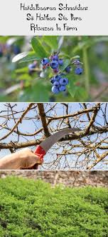 Um Heidelbeeren In Form Zu Halten Bedarf Es Eines Regelmassigen Schnittes Worauf Sie Beim Blaubeere Schneiden Achten Mussen Erfahr Blueberry Shapes Bird Bath