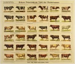 cow breeds dairy cattle cattle farm animals