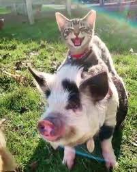 Disney Movie In The Making Which One S Cuter Follow Thedailycatspage Follow T Weird Animals Unlikely Animal Friends Unusual Animal Friends