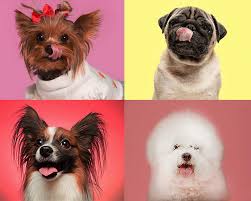 Yet the akc and the united kennel club (ukc)—the two largest dog registries in the. Adorable Dogs That Stay Small Reader S Digest
