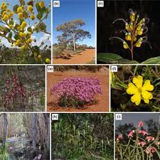 Image result for Aspilia kotschyi