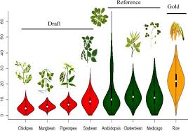 Image result for Cyamopsis serrata