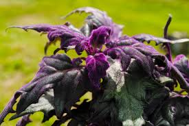 Image result for Gynura