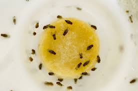 Rotline How Do I Get Rid Of Fruit Flies Solana Center For Environmental Innovation Fresh Perspectives