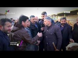 Hayvan Pazari Simental Damizlik Duve Fiyati Ankara 2018 Youtube