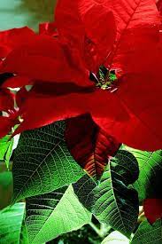 Project 365 3 Off Camera Flash Flower Christmas Flowers Poinsettia Christmas Poinsettia