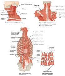 By far the most common cause of lower back pain, mechanical pain (axial pain) is pain primarily from the muscles, ligaments, joints (facet joints, sacroiliac joints), or bones in and around the spine. Axial Muscles Of The Head Neck And Back Anatomy And Physiology
