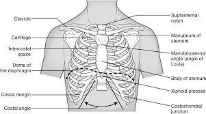 For more anatomy content please follow us and visit our website: Assessment Of The Thorax Lungs And Regional Lymphatics Springer Publishing