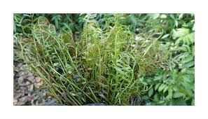 Image result for Schizochilus sulphureus