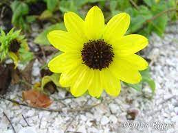Florida Natives Seeds Pine Forest Fruit And Flower Farm North Fort Myers Fl Florida Flowers Flower Farm Forest Fruits