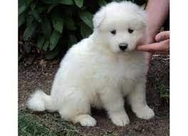 We have have avaiable samoyed puppies for sale. Samoyed Puppies For Pets Lovers For Sale In Portland Oregon Classified Americanlisted Com