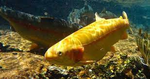 Golden Rainbow Trout Stocked At Stonewall Jackson Lake February 2018 Rainbow Trout Trout Fish Pet