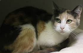 Maybe you would like to learn more about one of these? Itsme Adopted Dilute Calico Domestic Short Hair Mixed Calico Or Dilute Calico Female Cat Humane Society Of Dallas County