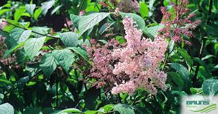 Image result for Syringa prestoniae