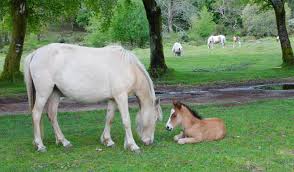 The camel then progressively asks permission to put more and more of his body in the tent and finally the man has to leave the tent because his you may even have to take the tent down around the camel and move your location. Mammals And Milk English With You Reading Vocabulary