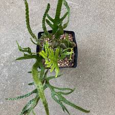 Image result for Microsorum scolopendria