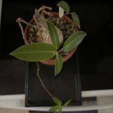 Image result for Fockea angustifolia