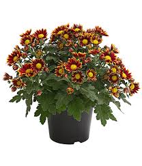 Garten Chrysantheme Sonderfarben Dehner