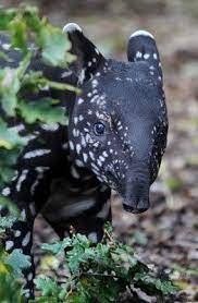 Malayan Tapir Baby Cute Animals Worlds Cutest Animals Unique Animals