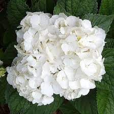 The Most Gorgeous White Hydrangeas For Your Garden White Hydrangea Big Leaf Hydrangea Bigleaf Hydrangea