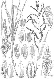 Image result for Leptochloa uniflora