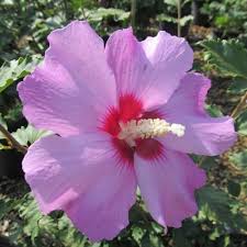 Image result for Hibiscus meyeri
