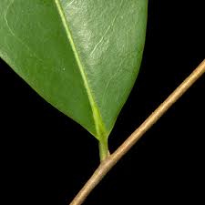 Image result for Xylopia aethiopica