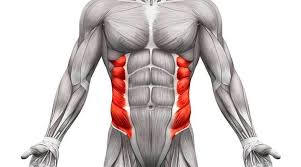 Choose from 500 different sets of flashcards about anatomy abdominal muscle on quizlet. Abdominal Oblique Muscles Functional Anatomy Guide Bodybuilding Wizard