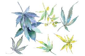 Files svg svg files file icon symbol icons computer icon web mail folder icon set internet communication office template magnifying glass element collection lock document technology file folders sign earth data colorful envelopes business decoration color books almost files can be used for commercial. Cannabis Watercolor Graphic By Mystocks Creative Fabrica