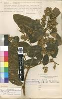 Image result for Ozoroa reticulata