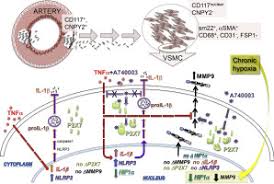 It is made up of many parts that work together to help you move. Il 1b Mmp9 Activation In Primary Human Vascular Smooth Muscle Like Cells Exploring The Role Of Tnfa And P2x7 International Journal Of Cardiology