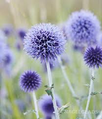 Image result for globe thistle