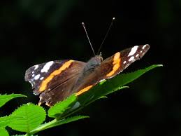 Bugblog Big Butterfly Count
