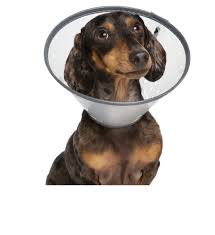 In a nutshell, spending the money up front on preventive care can save you a lot more in the long run. Dog Vets Near Me Cheap Online