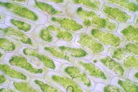 Compound light microscope and dissecting microscope (options c and d) are light microscopes with relatively low resolution to observe internal cell structures. Plant Cell Under The Microscope View For Education Biology Stock Photo Picture And Royalty Free Image Image 141246421