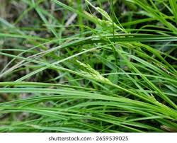 Image result for Tristachya