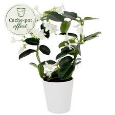 La terre doit être travaillée, aérée et, si possible, enrichie avec du terreau ou du compost. Bouquet De Muguet 1er Mai Livraison De Muguet Florajet