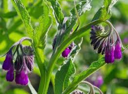 Posted on february 15, 2019 february 18, 2019 by russ woodman. Beinwell Symphytum Officinale Bewegungssystem