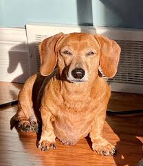 This typically consists of a spay/neuter, young puppy shots, a veterinarian examination, and needed grooming, nail clipping, etc. Schatzi Fetch Wisconsin Rescue