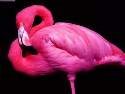 Lynear Thinking How To Be A Pink Flamingo In A Brown Duck Pond Pink Flamingos Birds Pink Animals Pink Bird
