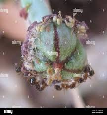Image result for Euphorbia maleolens