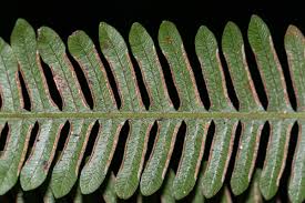 Image result for Pteris dentata