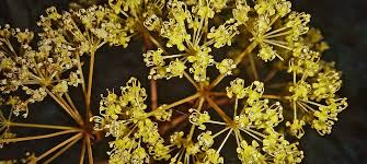 Image result for Steganotaenia araliacea