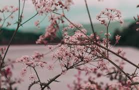 Memorial do Acolhimento