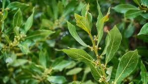 Maybe you would like to learn more about one of these? Le Laurier De Nombreux Bienfaits Plantes Et Sante