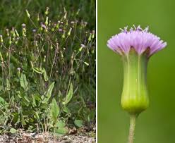 Image result for Emilia violacea